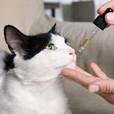 hand holding dropper to cat's mouth